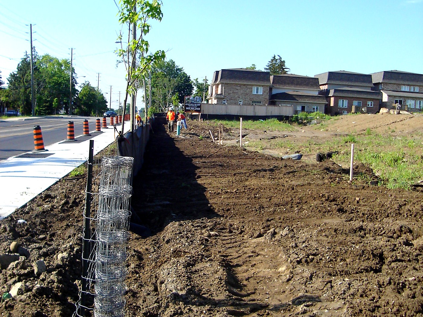 Islington Avenue frontage tree planting